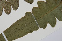 假腸蕨藏品圖，第5張