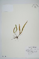 大武禾葉蕨藏品圖，第1張