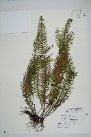 穴子蕨藏品圖，第1張