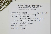 穴子蕨藏品圖，第2張