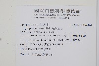 福氏石松藏品圖，第2張