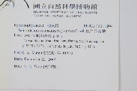 線片長筒蕨藏品圖，第2張
