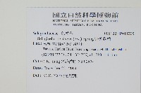 密葉卷柏藏品圖，第2張