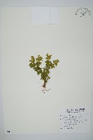 長柄千層塔藏品圖，第1張