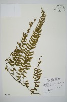 瓶蕨藏品圖，第1張