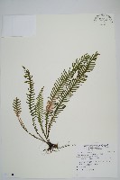 穴子蕨藏品圖，第1張