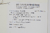 穴子蕨藏品圖，第2張