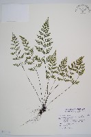 威氏鐵角蕨藏品圖，第1張