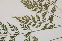 威氏鐵角蕨藏品圖，第4張