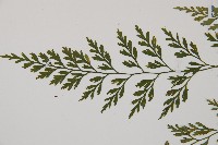 威氏鐵角蕨藏品圖，第5張