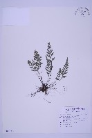 俄氏鐵角蕨藏品圖，第1張