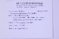 俄氏鐵角蕨藏品圖，第2張