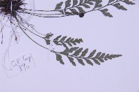 俄氏鐵角蕨藏品圖，第3張