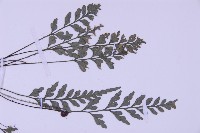 俄氏鐵角蕨藏品圖，第4張