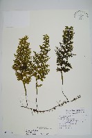 蕗蕨藏品圖，第1張