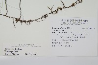 蕗蕨藏品圖，第2張