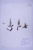 細葉鐵角蕨藏品圖，第1張