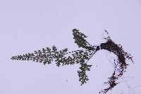 細葉鐵角蕨藏品圖，第3張