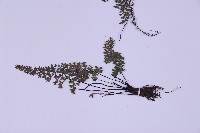 細葉鐵角蕨藏品圖，第4張