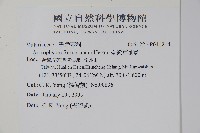 臺灣車前蕨藏品圖，第2張