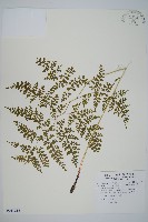 彎柄假複葉耳蕨藏品圖，第1張