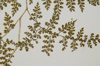 彎柄假複葉耳蕨藏品圖，第4張