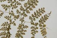 彎柄假複葉耳蕨藏品圖，第5張