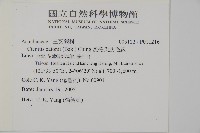 愛德氏肋毛蕨藏品圖，第2張