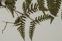 愛德氏肋毛蕨藏品圖，第4張