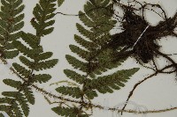 愛德氏肋毛蕨藏品圖，第5張