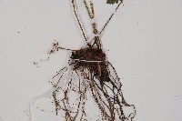 密腺蹄蓋蕨藏品圖，第3張