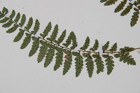 密腺蹄蓋蕨藏品圖，第4張