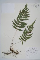 狹基鉤毛蕨藏品圖，第1張