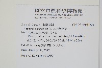 大武禾葉蕨藏品圖，第2張