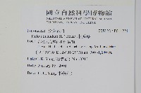 松葉蕨藏品圖，第2張