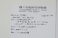 岩鳳尾蕨藏品圖，第2張