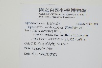 帶狀瓶爾小草藏品圖，第2張