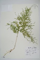 密葉卷柏藏品圖，第1張