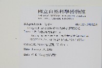 密葉卷柏藏品圖，第2張