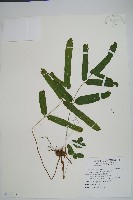 箭葉鱗始蕨藏品圖，第1張