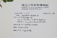 箭葉鱗始蕨藏品圖，第2張