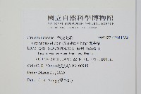梳葉蕨藏品圖，第2張