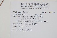 雉尾烏毛蕨藏品圖，第2張