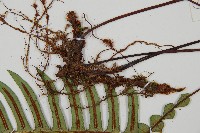 雉尾烏毛蕨藏品圖，第3張