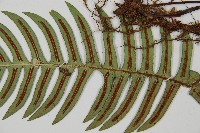 雉尾烏毛蕨藏品圖，第4張