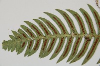 雉尾烏毛蕨藏品圖，第5張