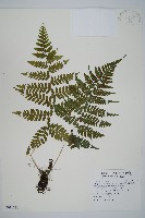 阿里山蹄蓋蕨藏品圖，第1張