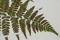 阿里山蹄蓋蕨藏品圖，第3張