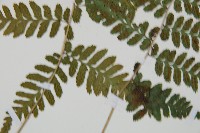 阿里山蹄蓋蕨藏品圖，第4張