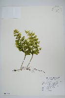 蕗蕨藏品圖，第1張